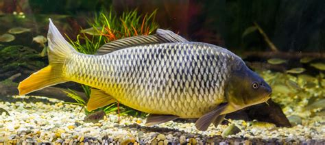 歐洲鯉的品種 丽五行属什么